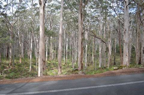 Photo: Baranup karri tree viewing point